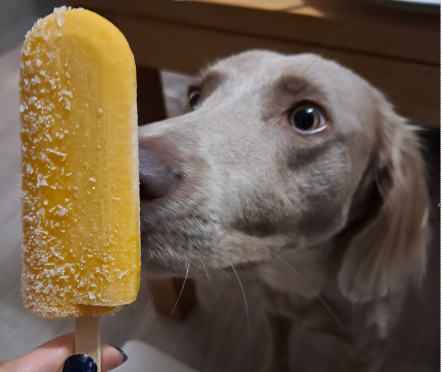 eat your own dog food